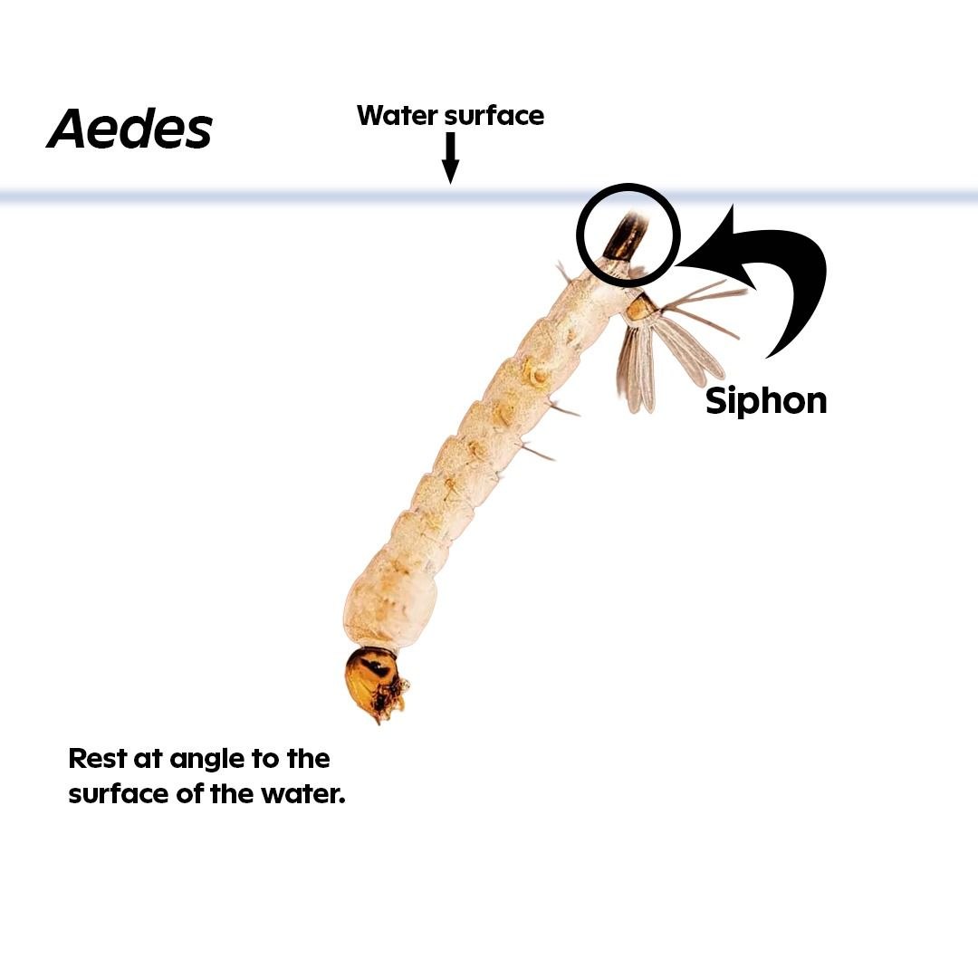 Aedes mosquito larva