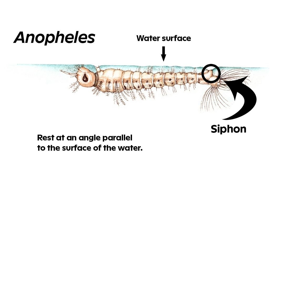 Anopheles mosquito larva